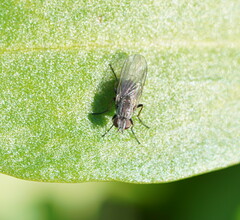 Diptera