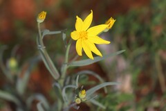 Senecio gregorii