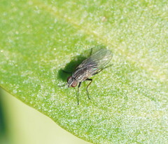 Diptera