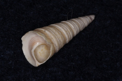 Maoricolpus roseus
