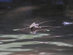 Aquarius ventralis