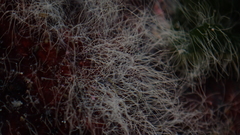 Bacteria
