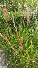 Calamagrostis