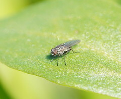 Diptera