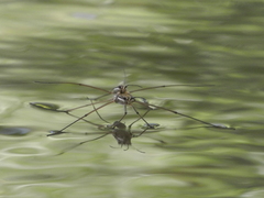 Aquarius ventralis