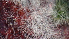 Bacteria