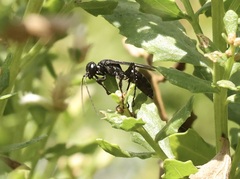 Apoidea