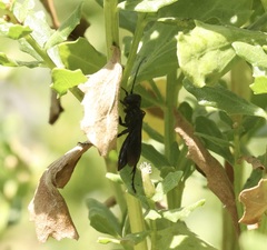Apoidea
