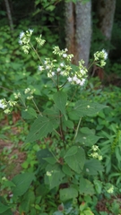 Ageratina