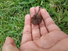 Panaeolus foenisecii