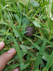 Panaeolus foenisecii