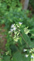 Ageratina