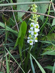 Sagittaria