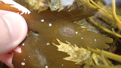Styelidae