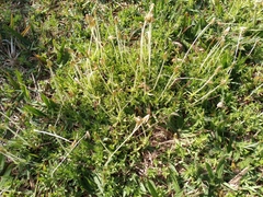 Chevreulia acuminata