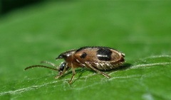 Notoxus monoceros