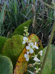 Sagittaria