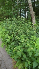 Ageratina