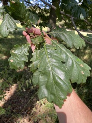 Quercus robur