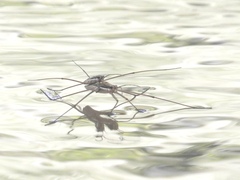 Aquarius ventralis