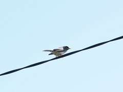 Manorina melanocephala