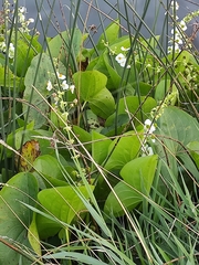 Sagittaria