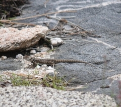 Sceloporus graciosus vandenburgianus