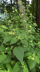 Ageratina