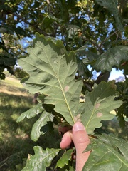 Quercus robur