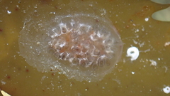 Styelidae