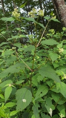 Ageratina