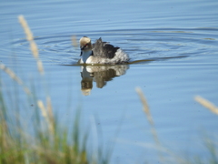 Podiceps occipitalis