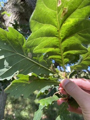 Quercus robur