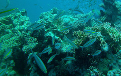 Pterocaesio chrysozona