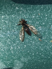 Salpingogaster