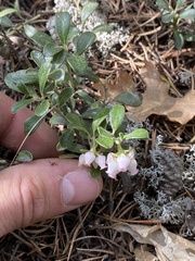 Arctostaphylos uva-ursi