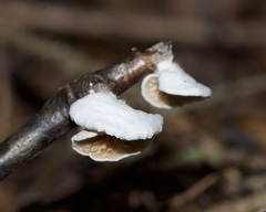 Crepidotus applanatus