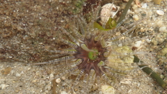 Aulactinia verrucosa