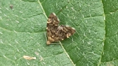 Anthophila fabriciana
