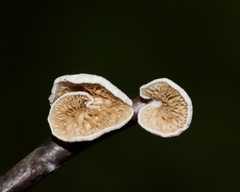 Crepidotus applanatus