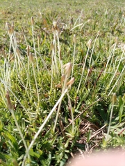 Chevreulia acuminata