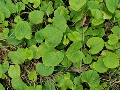 Campanula rapunculoides