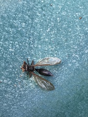 Salpingogaster