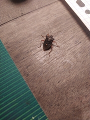 Pentatoma rufipes