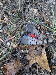 Lycorma delicatula