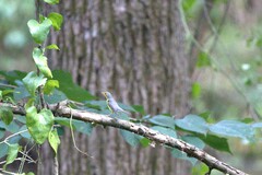 Cardellina canadensis