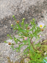 Symphyotrichum novi-belgii