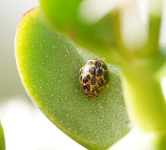 Harmonia conformis