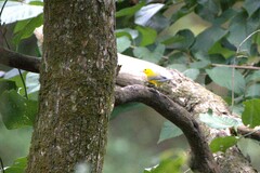Protonotaria citrea