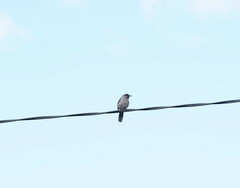 Anthochaera chrysoptera